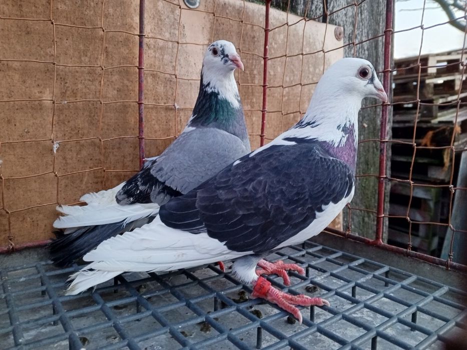 Gołębie pocztowe para pstre ptaki gołębie ozdobne
