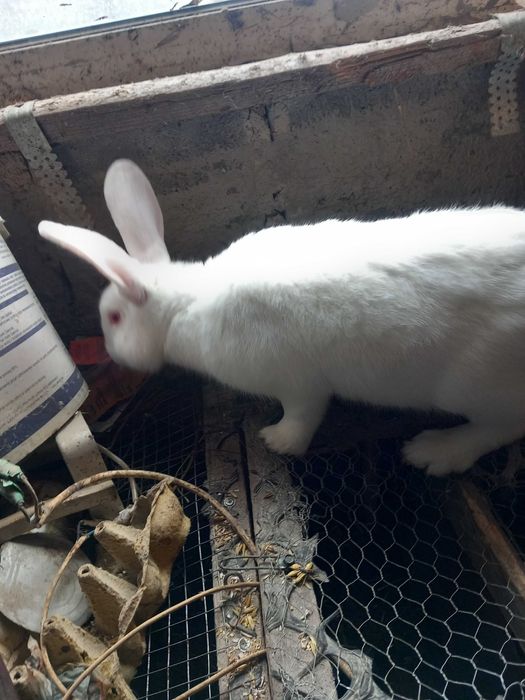 Sprzedam samca termandzki