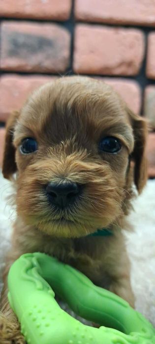 Cavapoo piękności