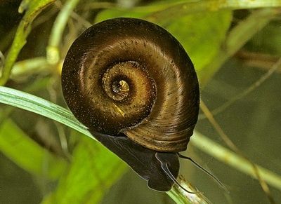 Caracol Aquario Planorbis Corneus