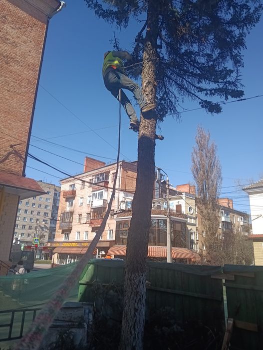 Спил дерев, спилить дерево,розчистка участок