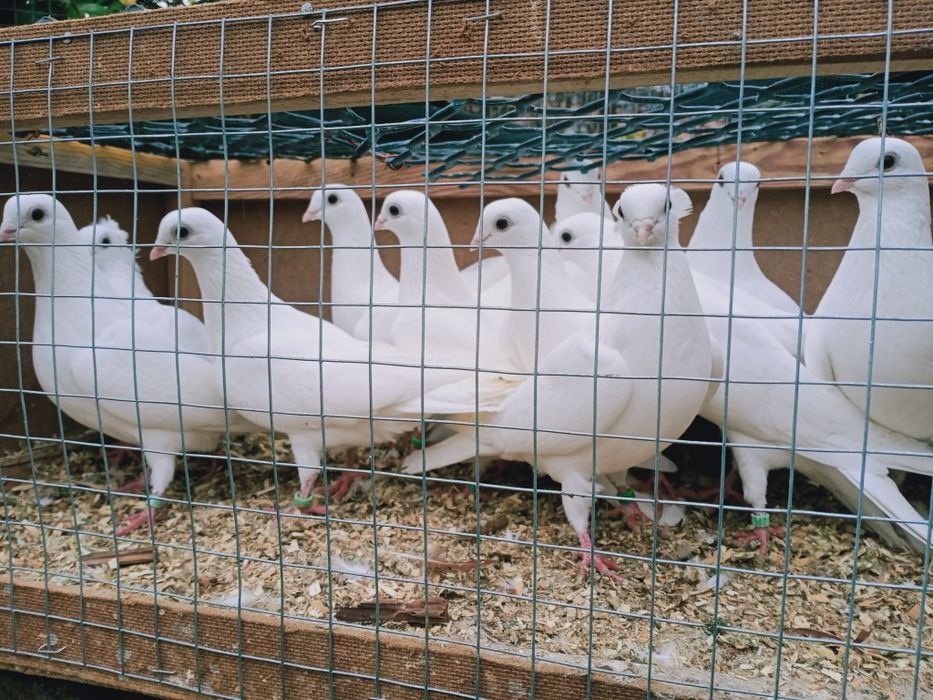 Gołębie ozdobne, czaple.