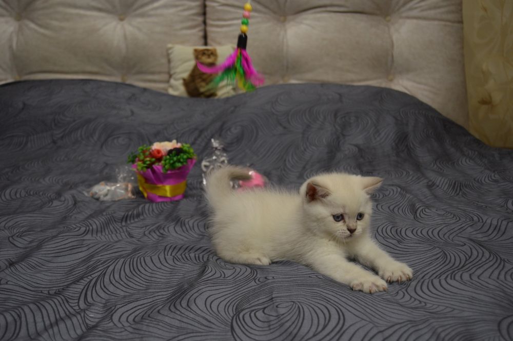 Котики шотландські (скоттиш страйт)