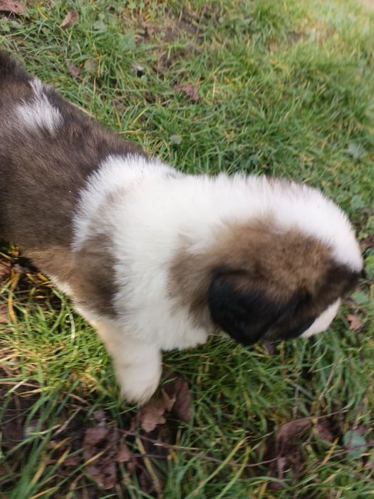 Oddam w dobre rece pieski bernardyny