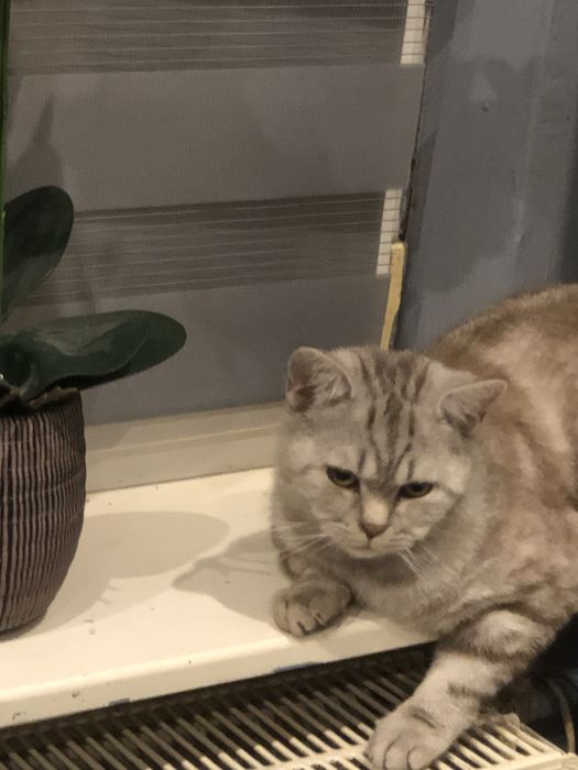 Brytyjczyk do adopcji