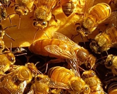 Пчеломатки CORDOVAN
Плодные