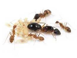 Рідкісні Camponotus pseudoirritans – купити з фермою в Україні 600грн