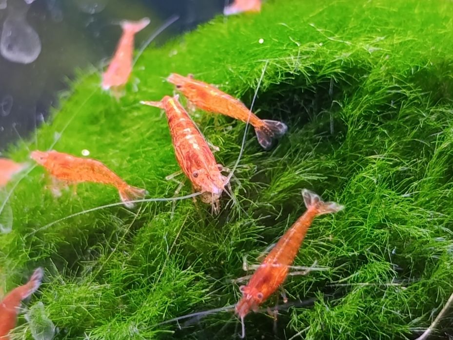 Krewetki red cherry pięknie wybarwione