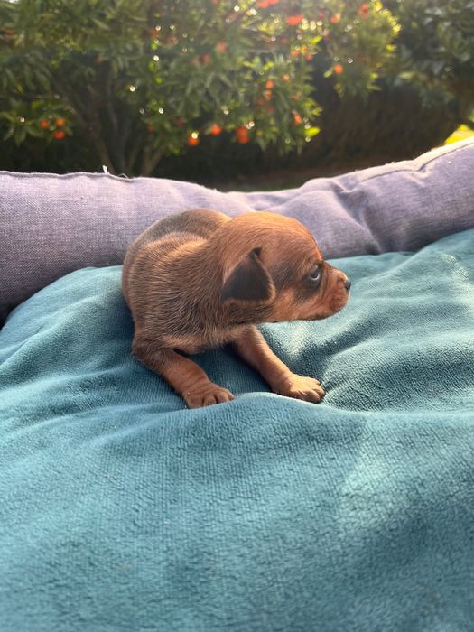 Pincher bebe castanho criado em ambiente familiar