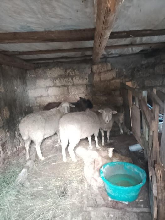 Продаются барашки