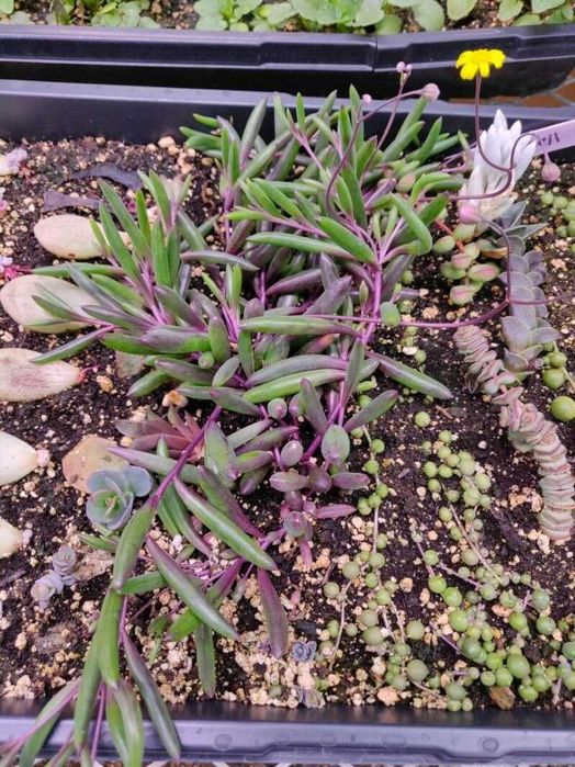 Planta - Colar de Rubi