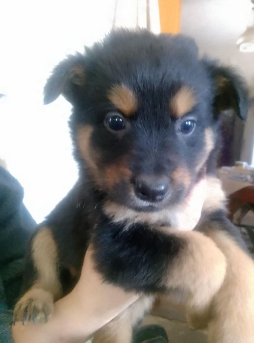 Цуценята народжені 1 грудня 2025 року