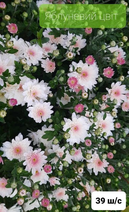 Набір з 6 кущів хризантем. Багаторічні квіти