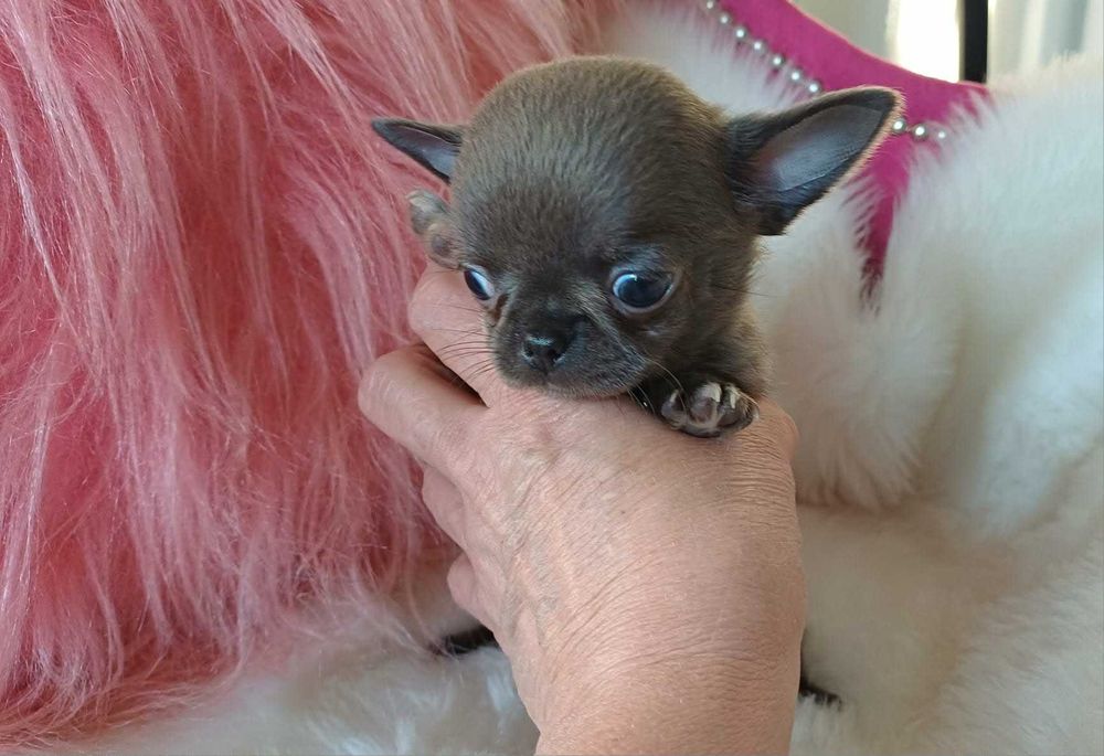 Chihuahua przepiękny maleńki niebieski  chłopczyk