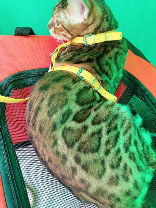 Бенгалка в добрі руки