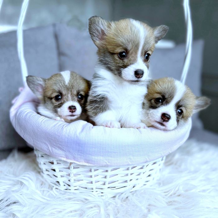 Вельш корги пемброк