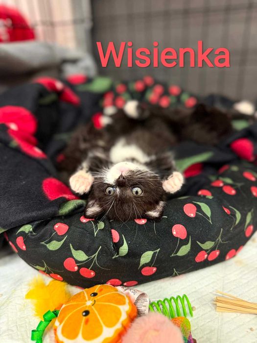Kociaki słodziaki szukają domku