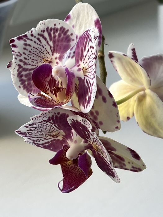 Продам орхідею метелик Мадонна