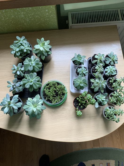 Сукуленты 10 видов
