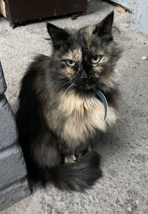 Стерилізована кішечка шукає люблячу родину