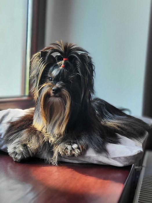 Yorkshire Terrier