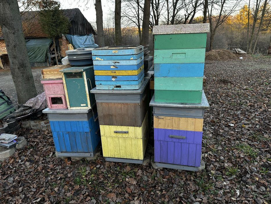 Ule wielkopolskie 10r