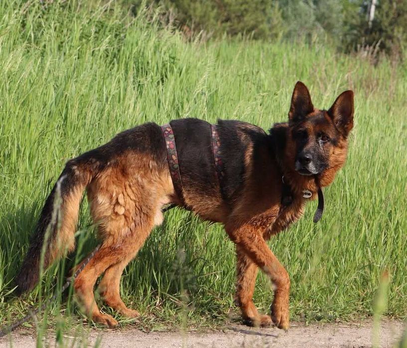 Diego – czujny Owczarek Niemiecki, wierny towarzysz i stróż