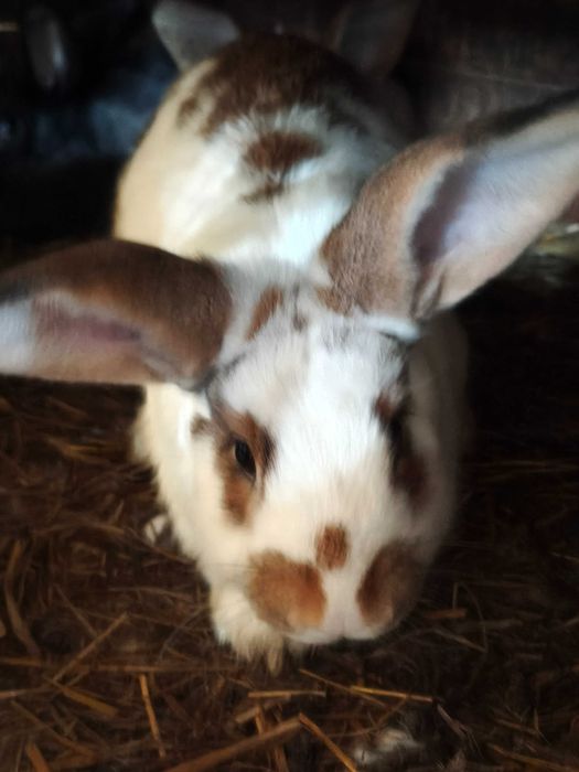 Coelhos   biológicos