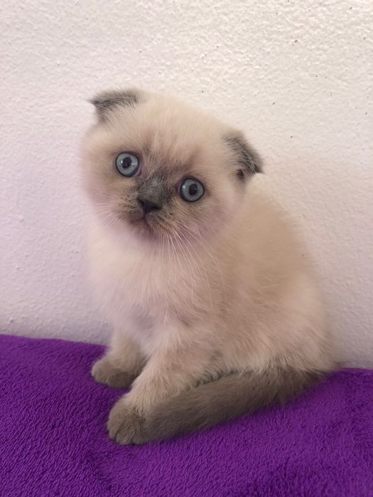 Fêmea Scottish Fold Blue Point