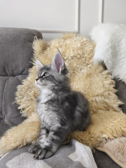 Kotka Maine coon Aqua