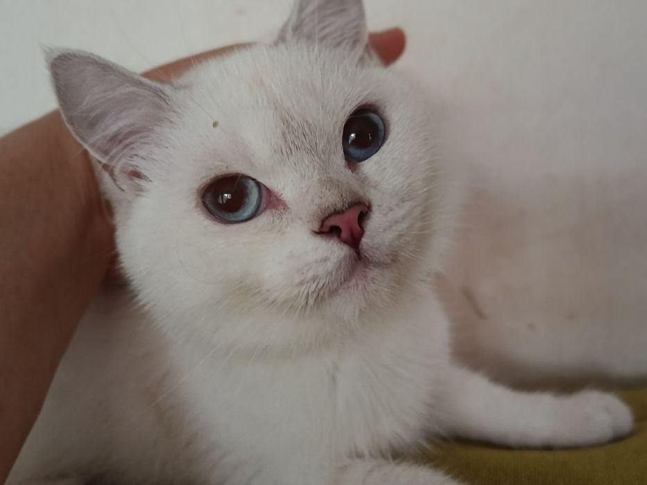 Котик кошеня шиншила колор пойнт синьоокий