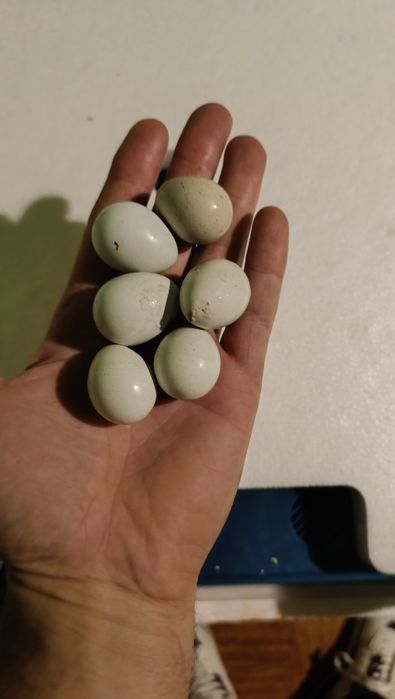 Codornizes Gigantes e Ovos Galados | Celadon e Raças Raras