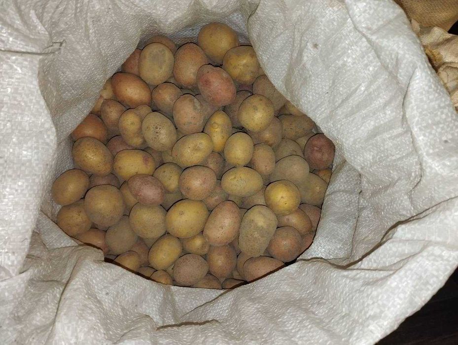 Дрібна домашня  картопля