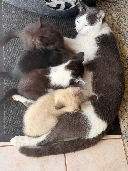 Gatinhos para adoção responsável – Braga / Vila Verde