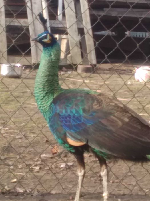 Sprzedam samce  szmaragdowe / jawaje  zielone