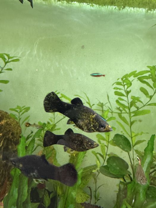 Dou Moly peixes | gratis