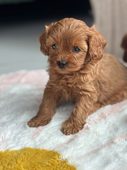 Cavapoo F1-B, suczka ;)