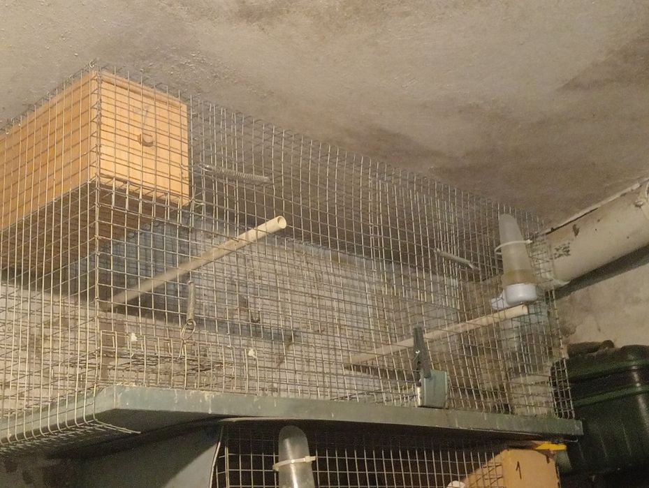 Casota de criação de agapones