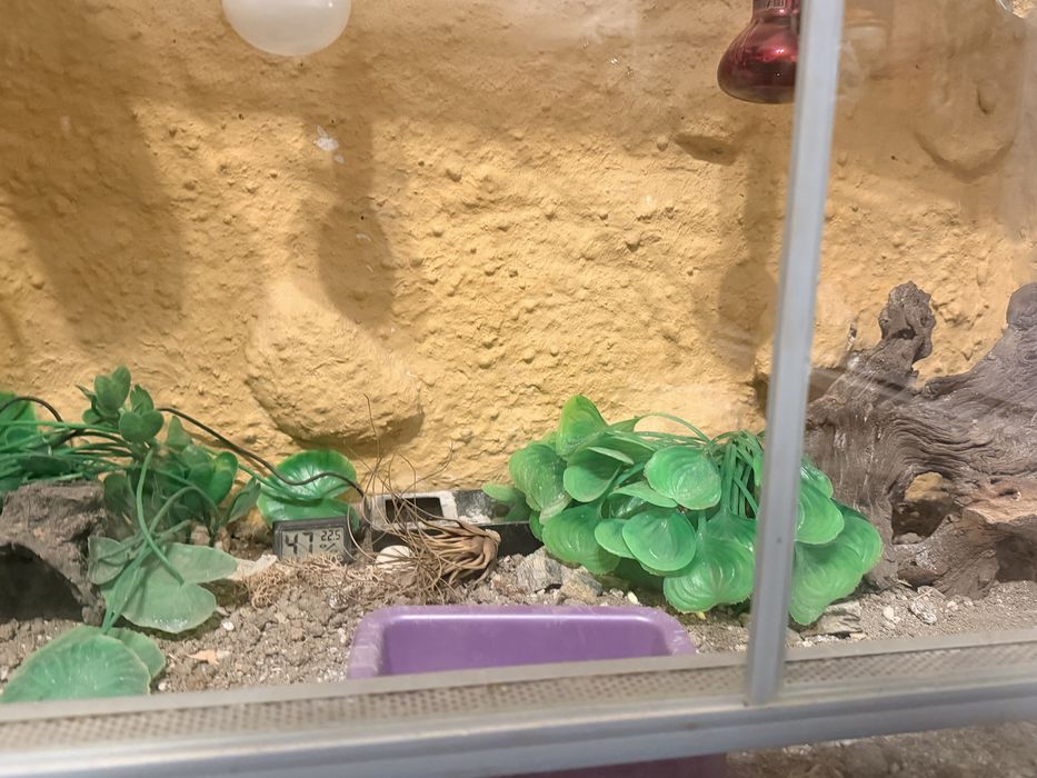 Terrarium gekon lamparci