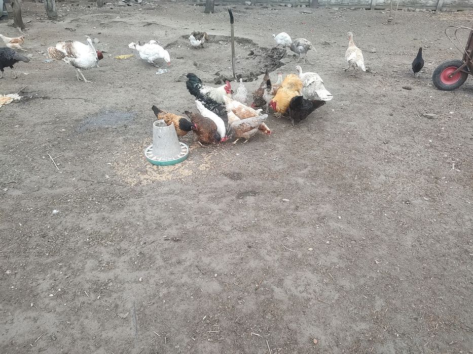 Jaja legowe kur mix ras