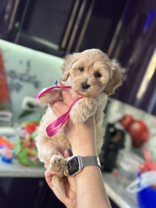 Мальтипу девочка 2.5 месяца