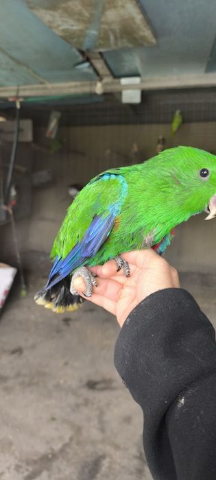 Papagaios écletus para acabar de criar a mão