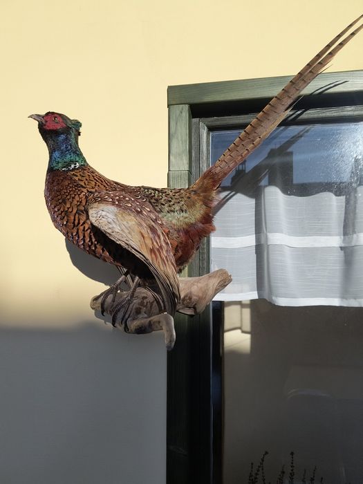 Bażant kogut spreparowany.
