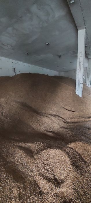 Sprzedam  owies Rambo