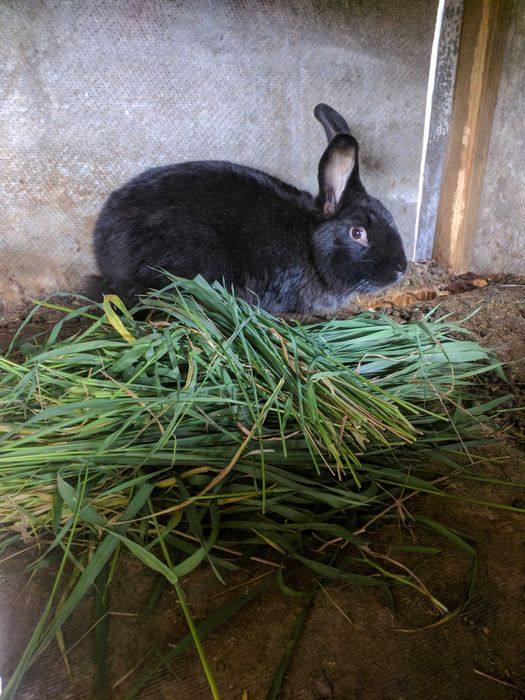Продаем кролей 7-9 месяцев