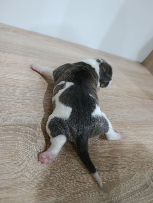 American staffordshire terrier Amstaff