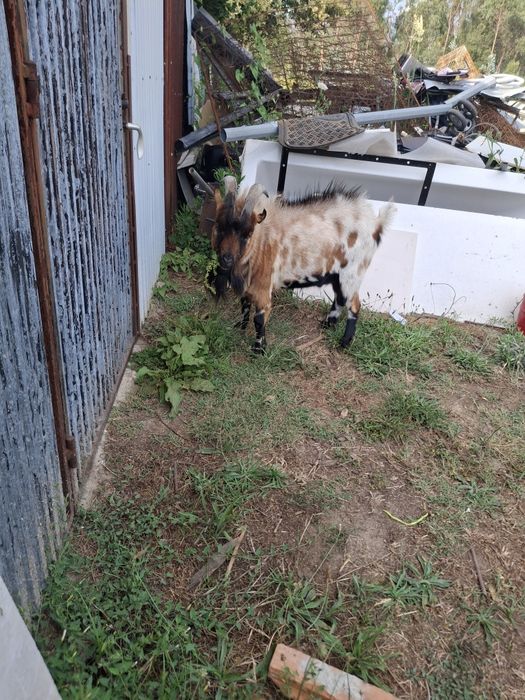 Cabra  Ana para venda
