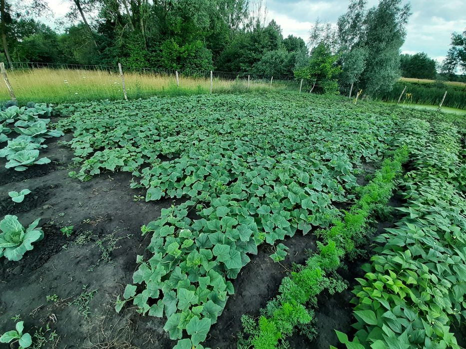 Ogórki gruntowe.