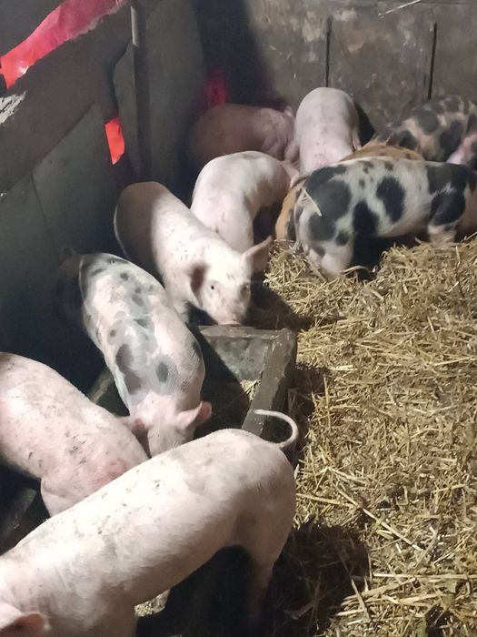 Продам маленьких поросят
