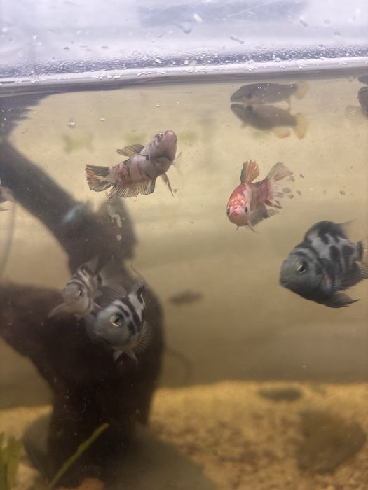 Bettas femeas de varios padroes